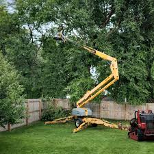 How Our Tree Care Process Works  in  Pickerington, OH