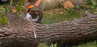 Best Tree Trimming and Pruning  in Pickerington, OH