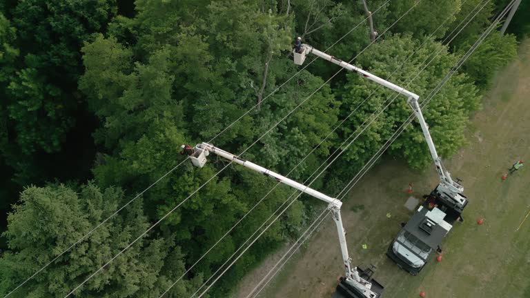  Pickerington, OH Tree Care Services Pros