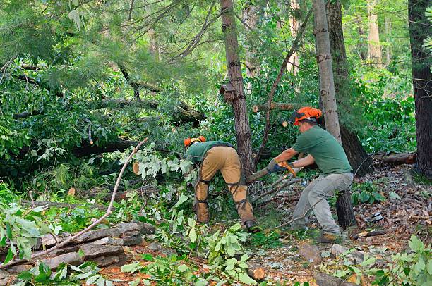 Best Tree Planting  in Pickerington, OH