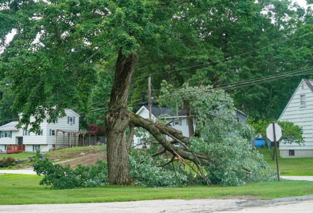 Best Leaf Removal  in Pickerington, OH