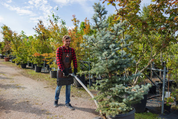 Best Emergency Tree Removal  in Pickerington, OH